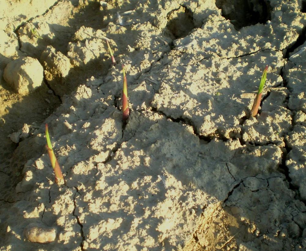 HarvestingImageAlt 1