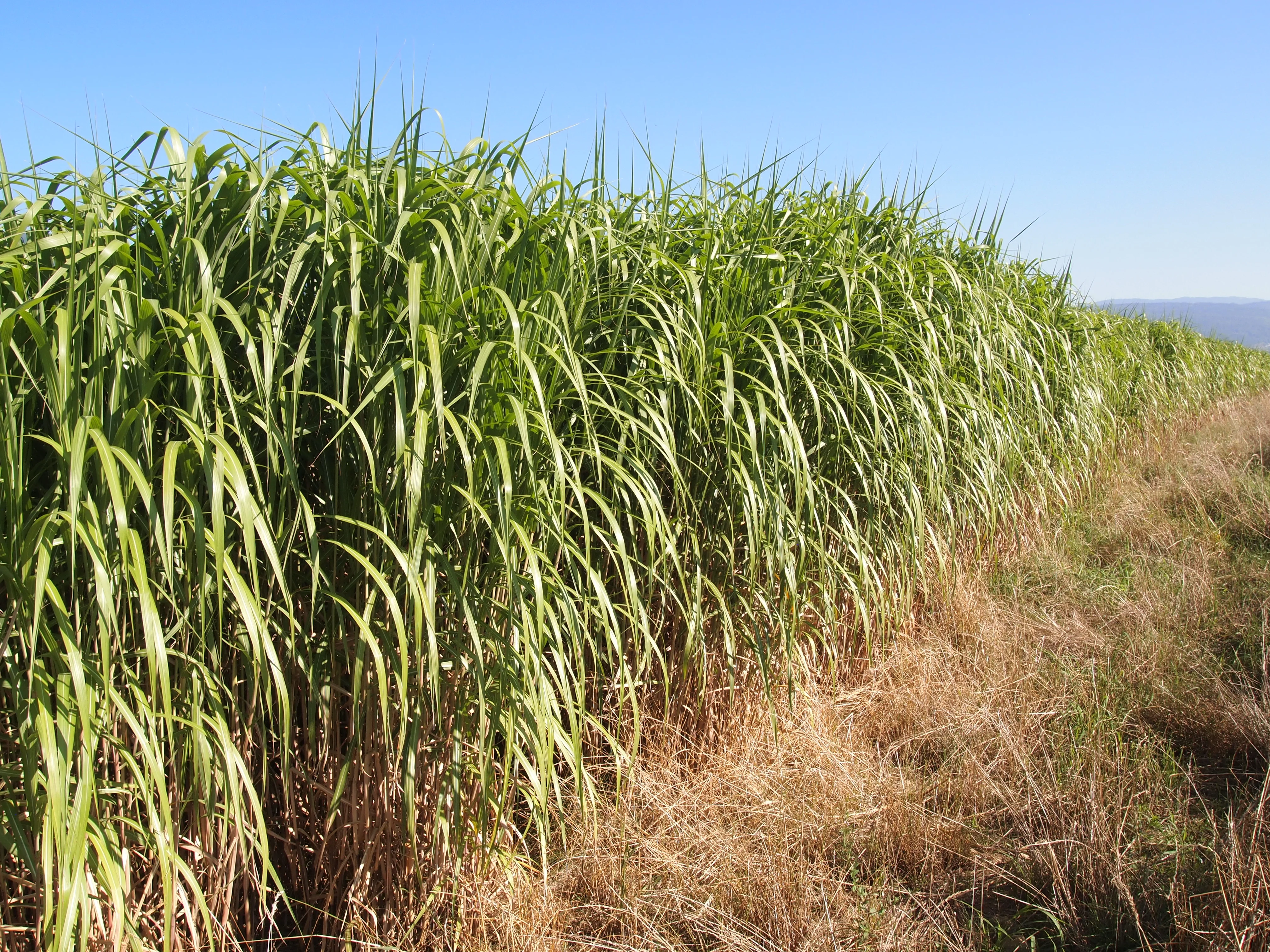 HarvestingImageAlt 2