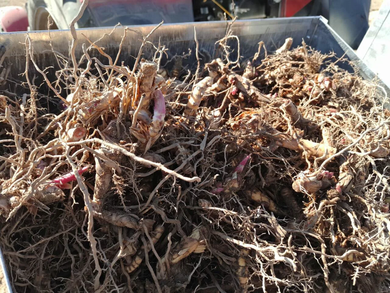 HarvestingImageAlt 4